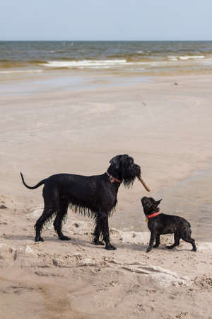 Young French Bulldog playing with Giant Schnauzer on beach の写真素材