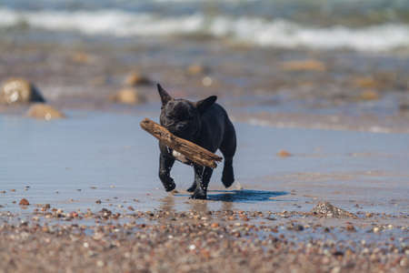 Young French Bulldog playing on beach の写真素材