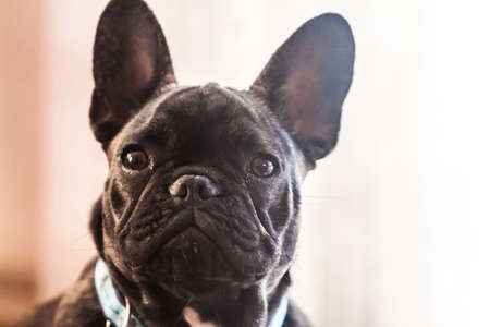 Young French Bulldog portrait の写真素材