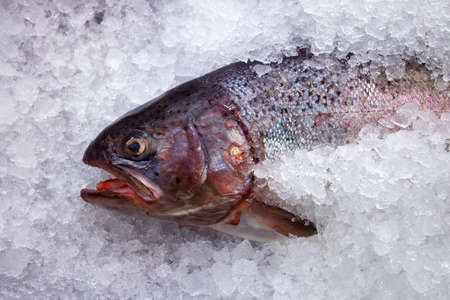 coolled fish, fresh bright trout,sale seafoodの写真素材