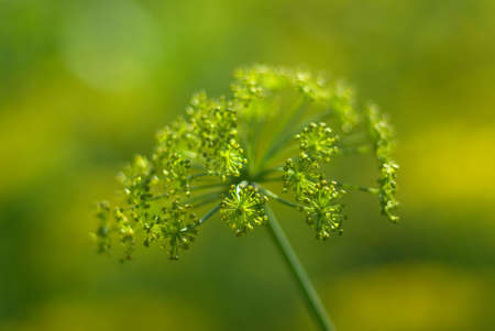 Flower of the dill ,rural economic culture,useful spice