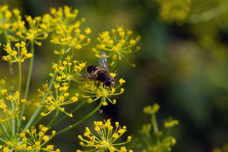Fly sitting on flower of the dill , useful spiceの写真素材