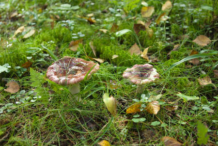 mushroom close up in the forest,undergrowth,moss,year typeの写真素材