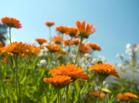 flowerses on background blue sky,year solar day,close-upの写真素材