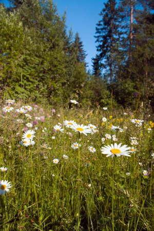 Meadow with daisywheel on background wood.solar year dayの写真素材