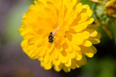 Orange pot marigold (Calendula officinalis) field and fly.yellow flower close-up