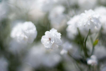 white small flowerses on natural background - extremely shallow dofの写真素材