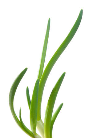 spring onion isolated on white background.Green onionの写真素材