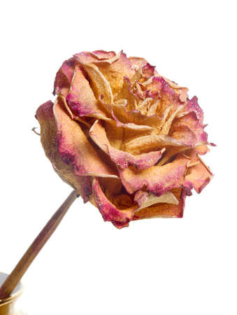 Wilted roses on white background .の写真素材