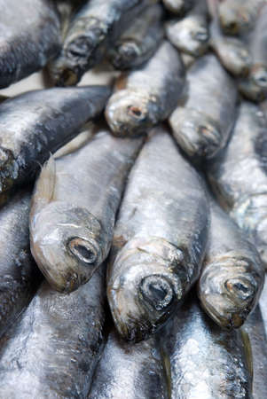 fresh herring fished out in White sea.Close-upの写真素材