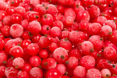 frozen red currant.useful berry, much vitaminsの写真素材