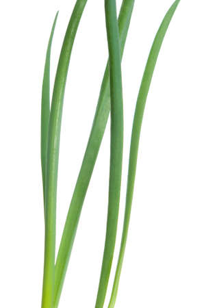 spring onion isolated on white background.Green onionの写真素材