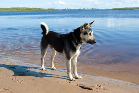 making look younger riverside dogの写真素材