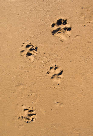 Dog paw print in the beach sand.Background traces of a dog on wet sandの写真素材