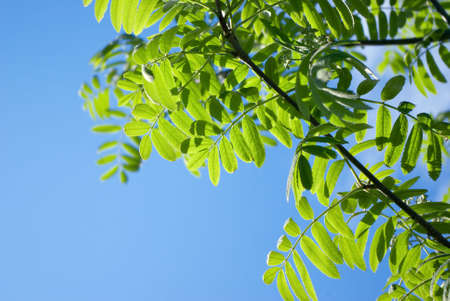 the green sheet of rowanberry.Sunshineの写真素材