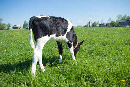 Calf in Pasture.making look younger juicy herbの写真素材