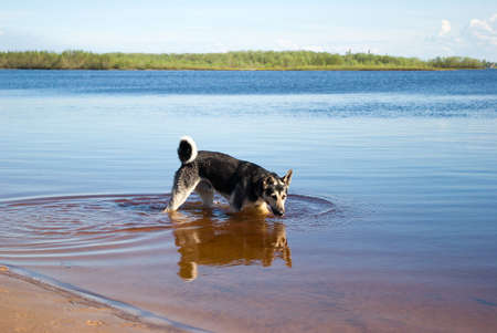 making look younger riverside dogの写真素材