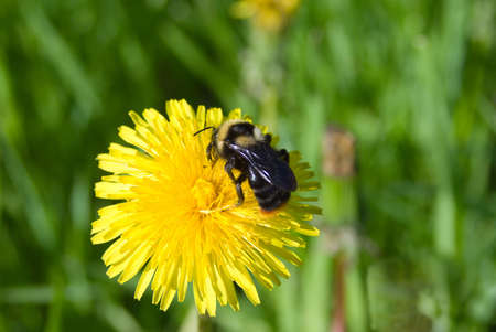 The bumblebee collects honey on a dandelionの写真素材