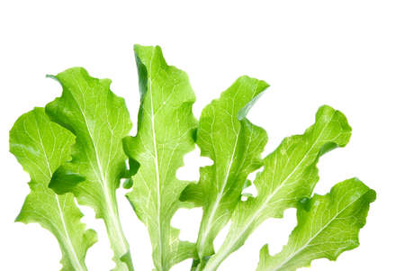 Green salads leaves on a white background.の写真素材