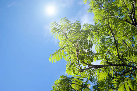 the green sheet of rowanberry.Sunshine