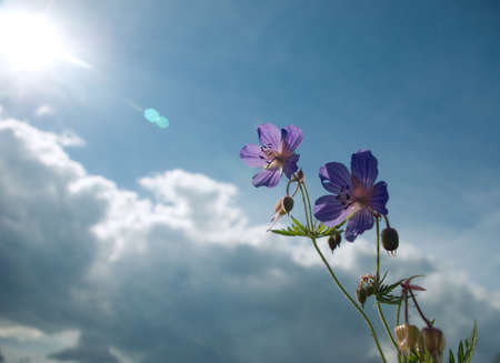 Field years flowers on a background of the solar sky の写真素材