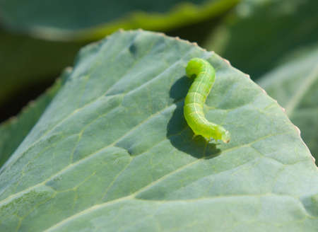 Caterpillar On a leaf of cabbage close upの写真素材