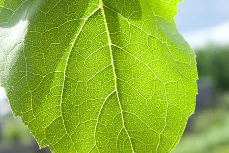 Green leaf on a background of the sky close upの写真素材