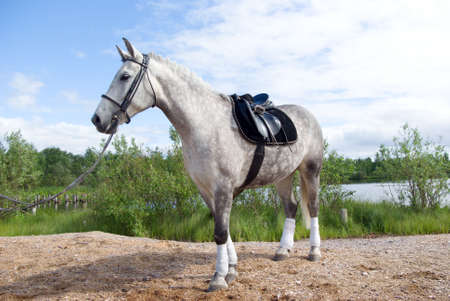 racehorse outdoorの写真素材