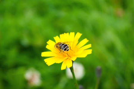 wasp on yellow flower.year picture