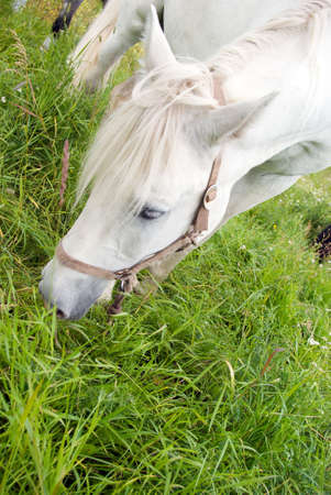 Horses on a pasture.blanching horseの写真素材