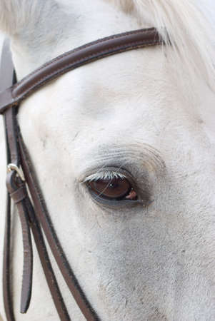 Horse portrait.Horse is bridle の写真素材