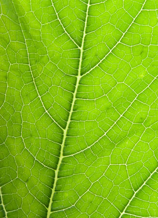 Texture of a green leaf in the sunlight .close up