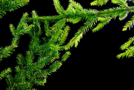 green fir branches with space for your textの写真素材