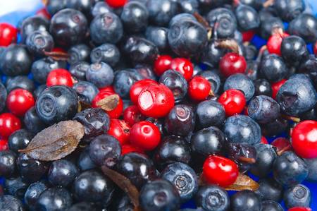 sweet bilberries  close-up.timber berriesの写真素材