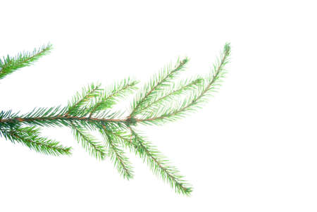 green fir branches with space for your text isolatedの写真素材