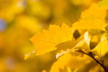 colorful autumn leafes macro closeupの写真素材