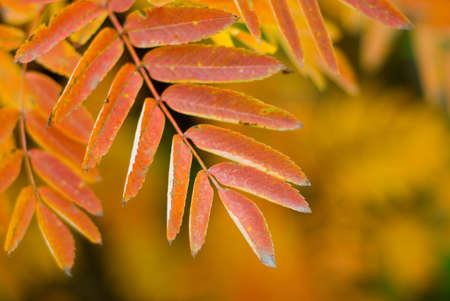 The Sprout of rowanberry by autumn.Close-upの写真素材