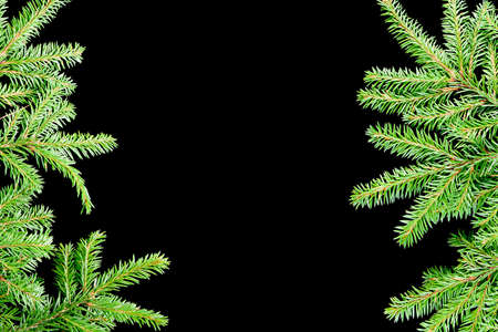 Border from branches.green fir branches with space for your text  on dark background の写真素材