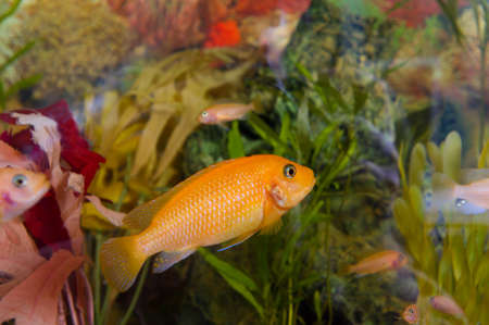 A colourful aquarium.decorative fishの写真素材