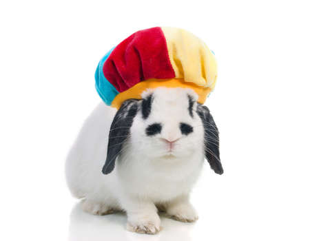 merry peaster rabbit. rabbit isolated on a white background.の写真素材