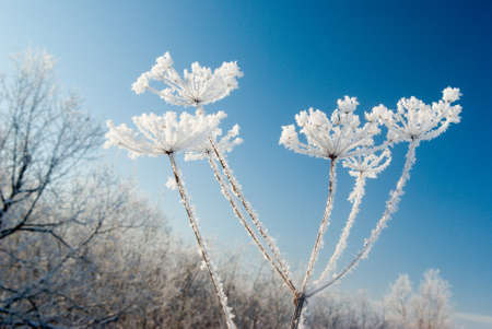 Frozenned flower on background blue sky.Winter landscapeの写真素材