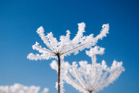 Frozenned flower on background blue sky.Winter landscapeの写真素材