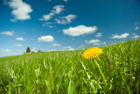 Scenic picture of a meadow full of dandelions with impressive sky at the backgroundの写真素材