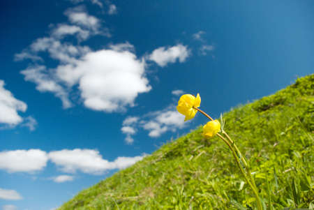 Beautiful Green Meadow with white clouds,focus set in foregroundの写真素材