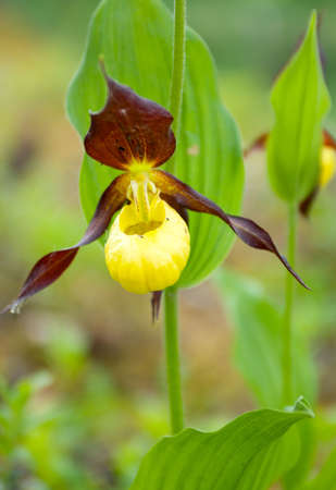 Cypripedium calceolus.moccasin flower .timber plantの写真素材