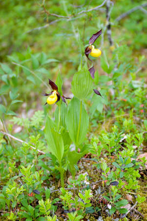 Cypripedium calceolus.moccasin flower .の写真素材