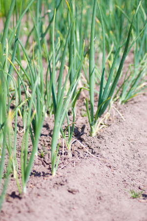 view of chive on the field.plantation onionsの写真素材