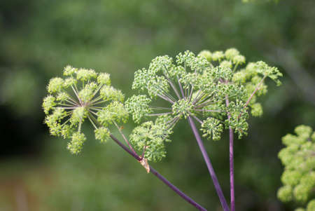 Angelica plan. Shallow depth-of-fieldの写真素材