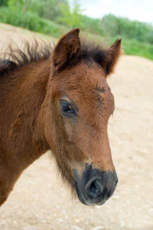 Young Foal .Brown filly lie の写真素材