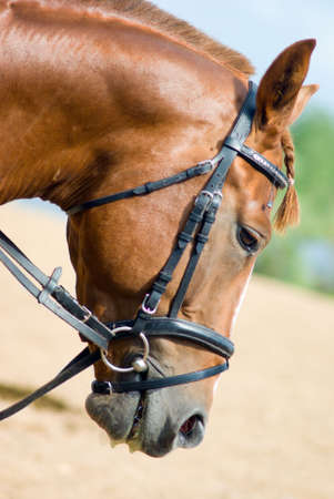 Horse portrait.Horse is bridle の写真素材